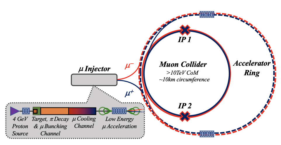 Conceptual schematic of the Muon Collider, showing the injector, collider and accelerator ring